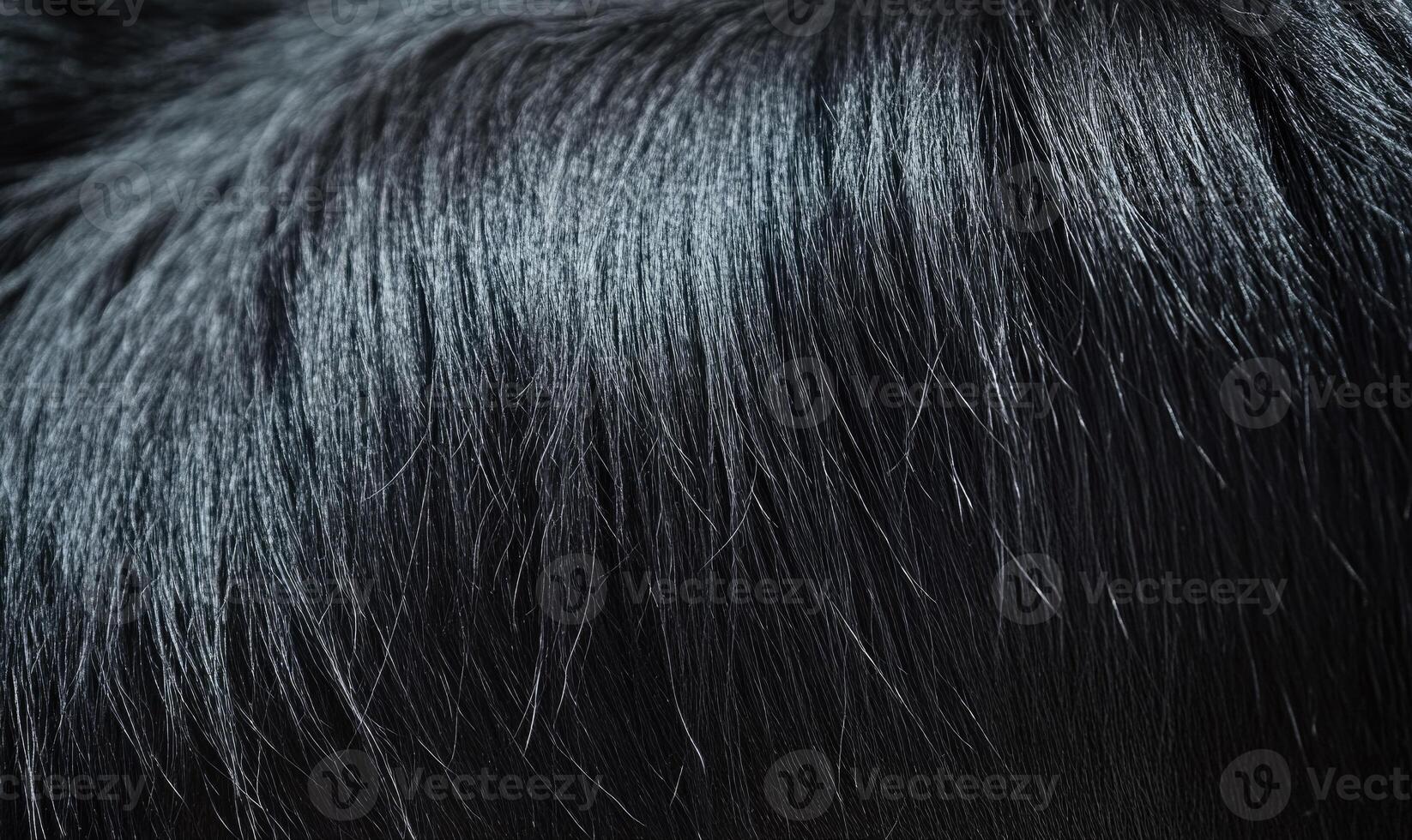 The hair is black and shiny photo