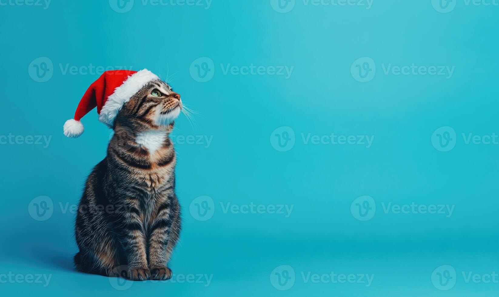 a cat in a Santa hat, blue background, empty space on the right photo