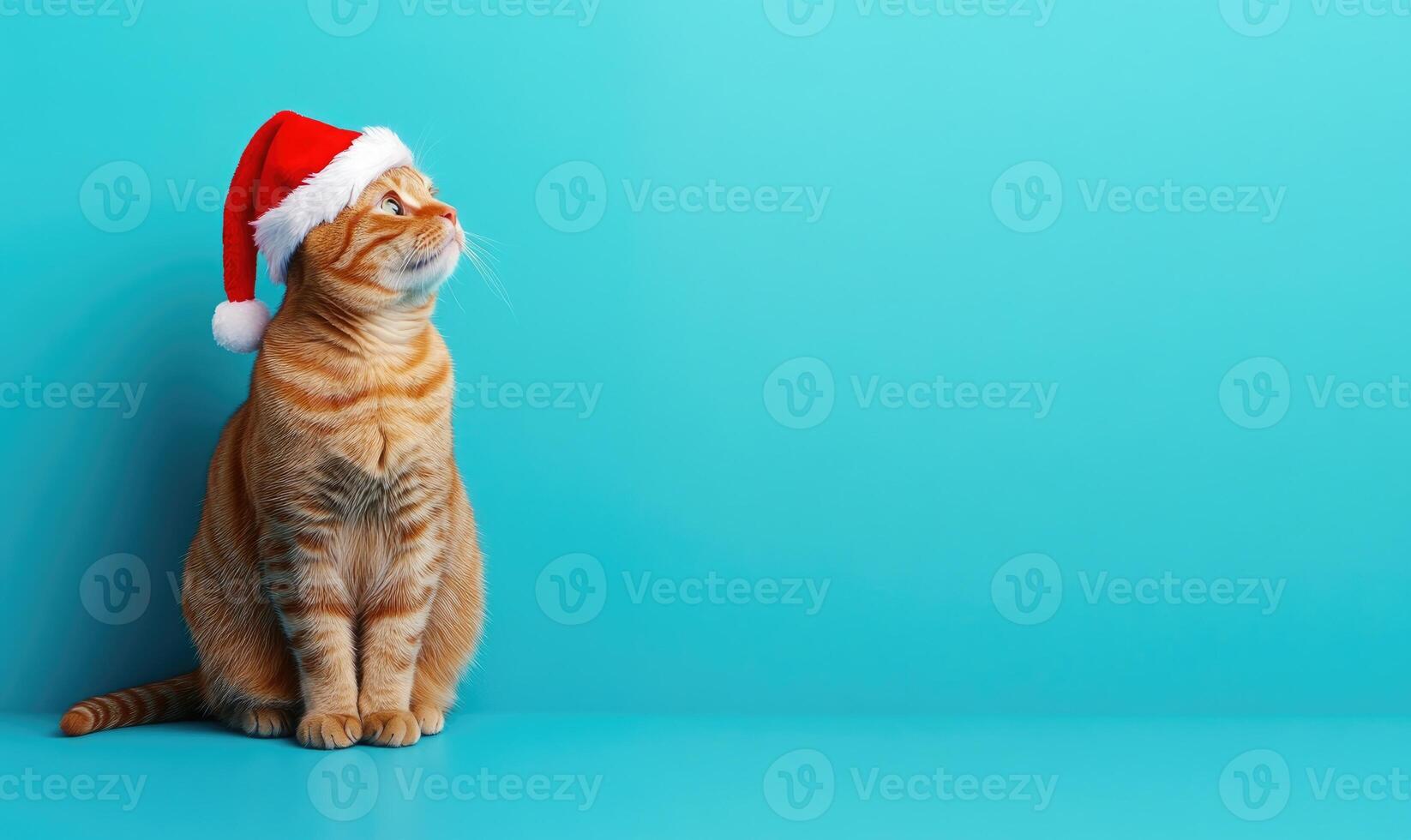 a cat in a Santa hat, blue background, empty space on the right photo