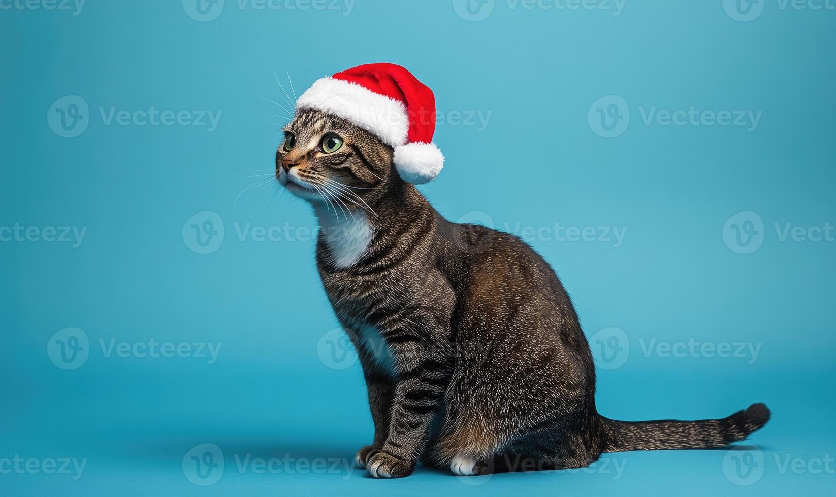 a cat in a Santa hat, blue background, empty space on the left photo