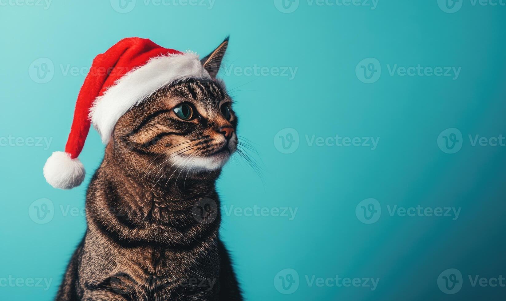 a cat in a Santa hat, blue background, empty space on the left photo