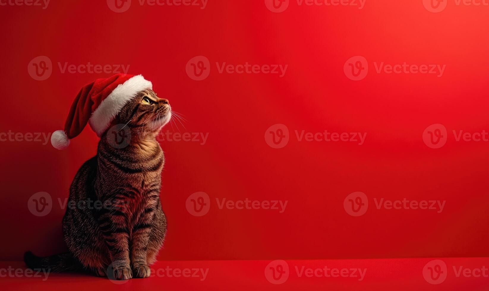 a cat sitting calmly in a Santa hat, red background, empty space on the right side photo