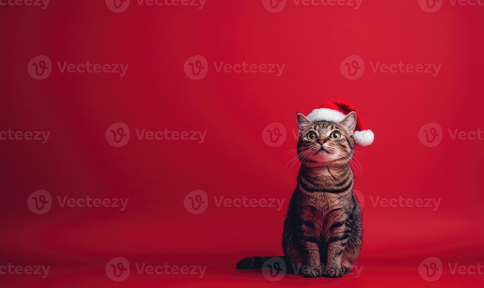 a cat sitting calmly in a Santa hat, red background, empty space on the right side photo