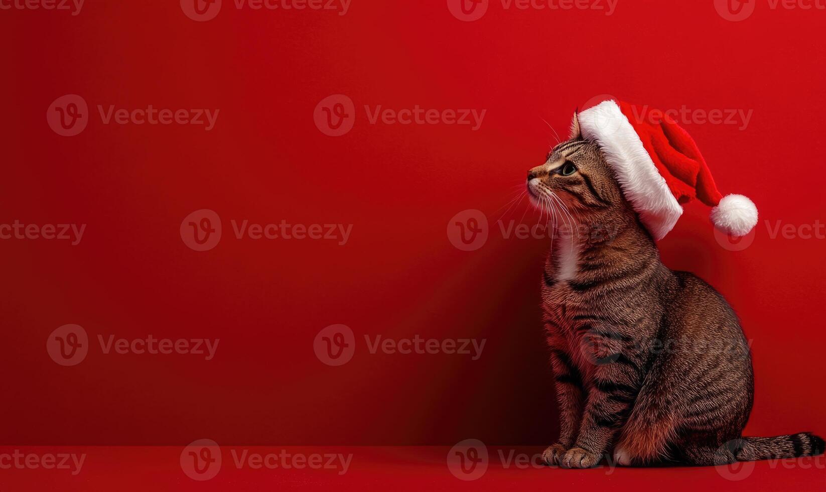 a cat sitting calmly in a Santa hat, red background, empty space on the right side photo