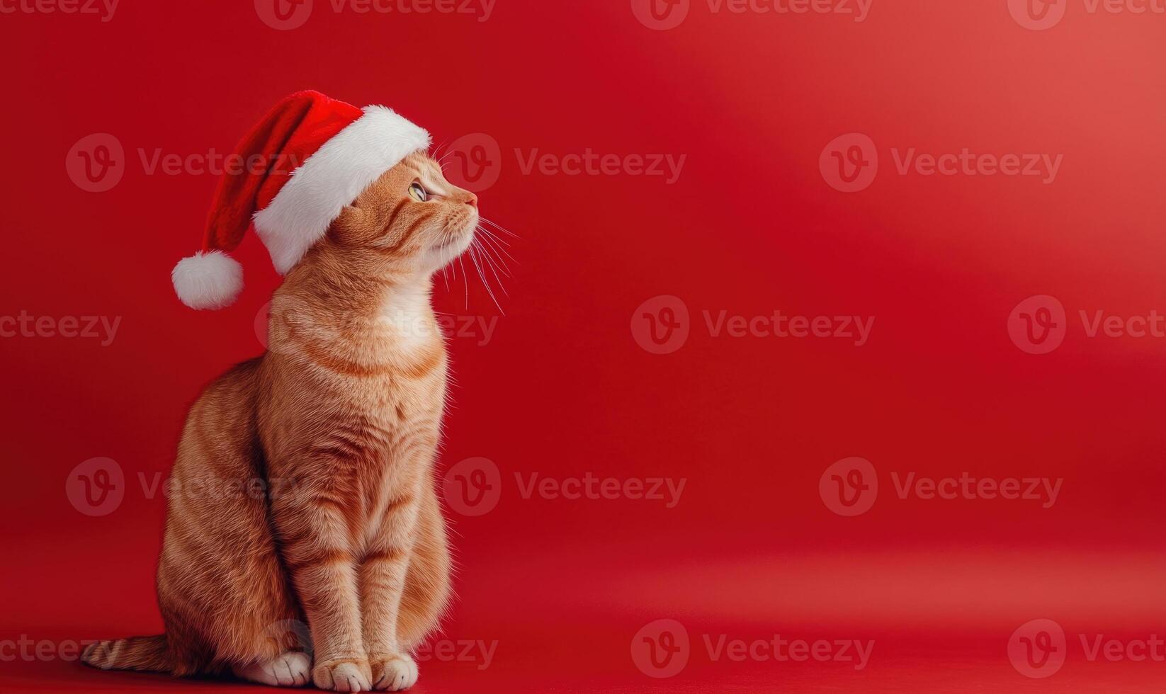 a cat sitting calmly in a Santa hat, red background, empty space on the right side photo