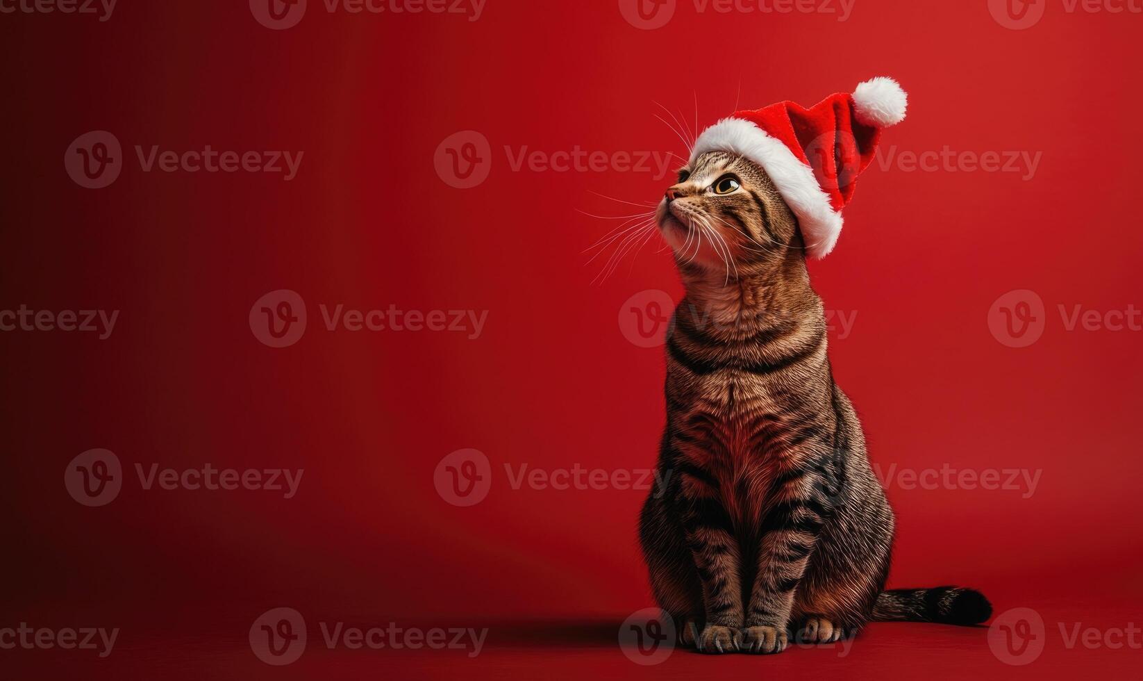 a cat sitting calmly in a Santa hat, red background, empty space on the right side photo