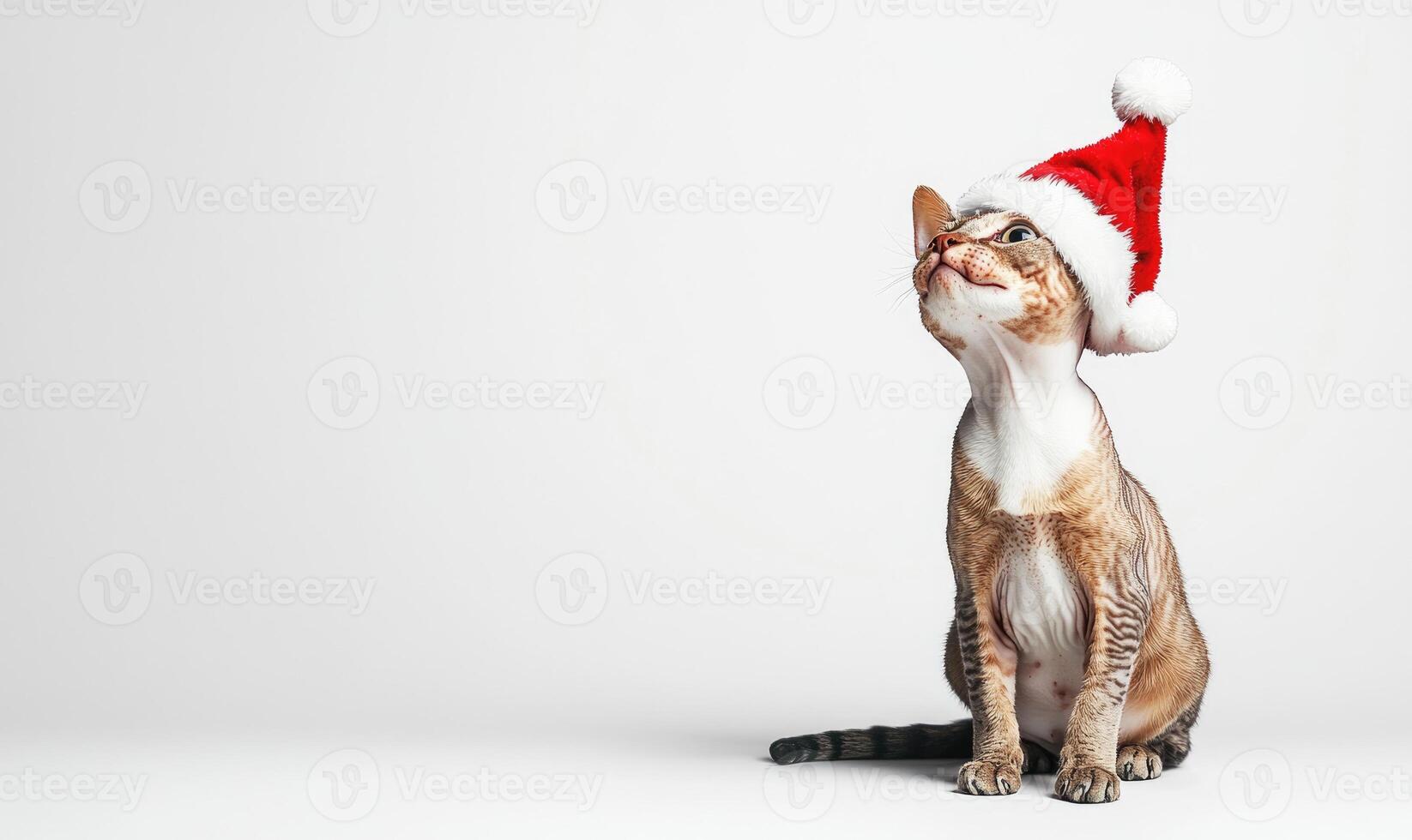 a Devon Rex cat in a Santa hat, playful pose, white background photo