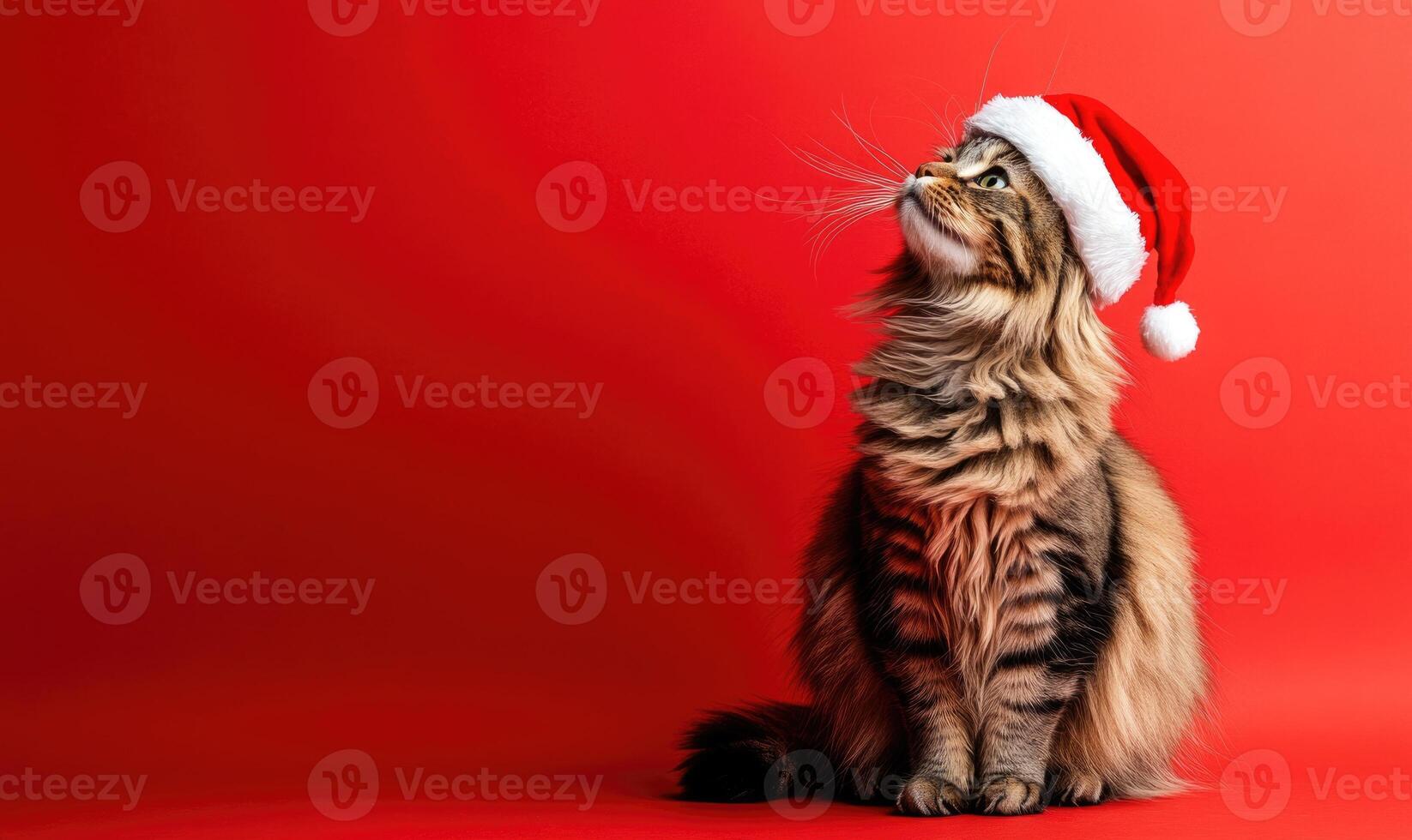 a fluffy cat in a Santa hat, red background, empty space on the right side photo