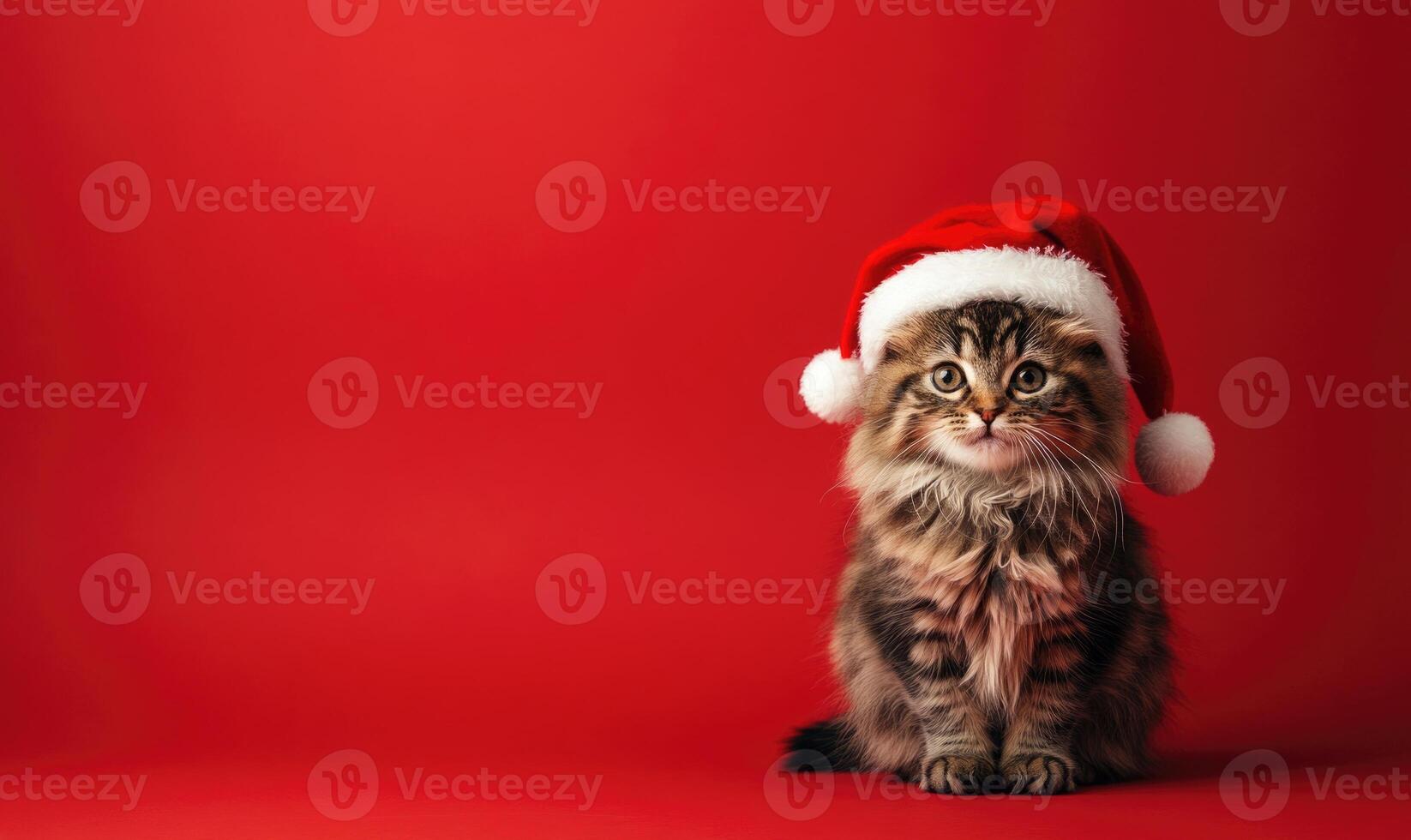 a fluffy cat in a Santa hat, red background, empty space on the right side photo