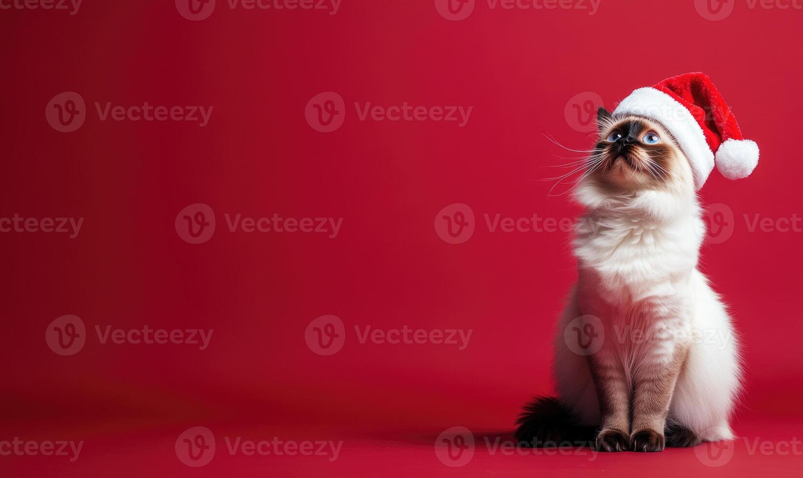 a Ragdoll cat wearing a Santa hat, sitting calmly, red background, empty space on the left photo