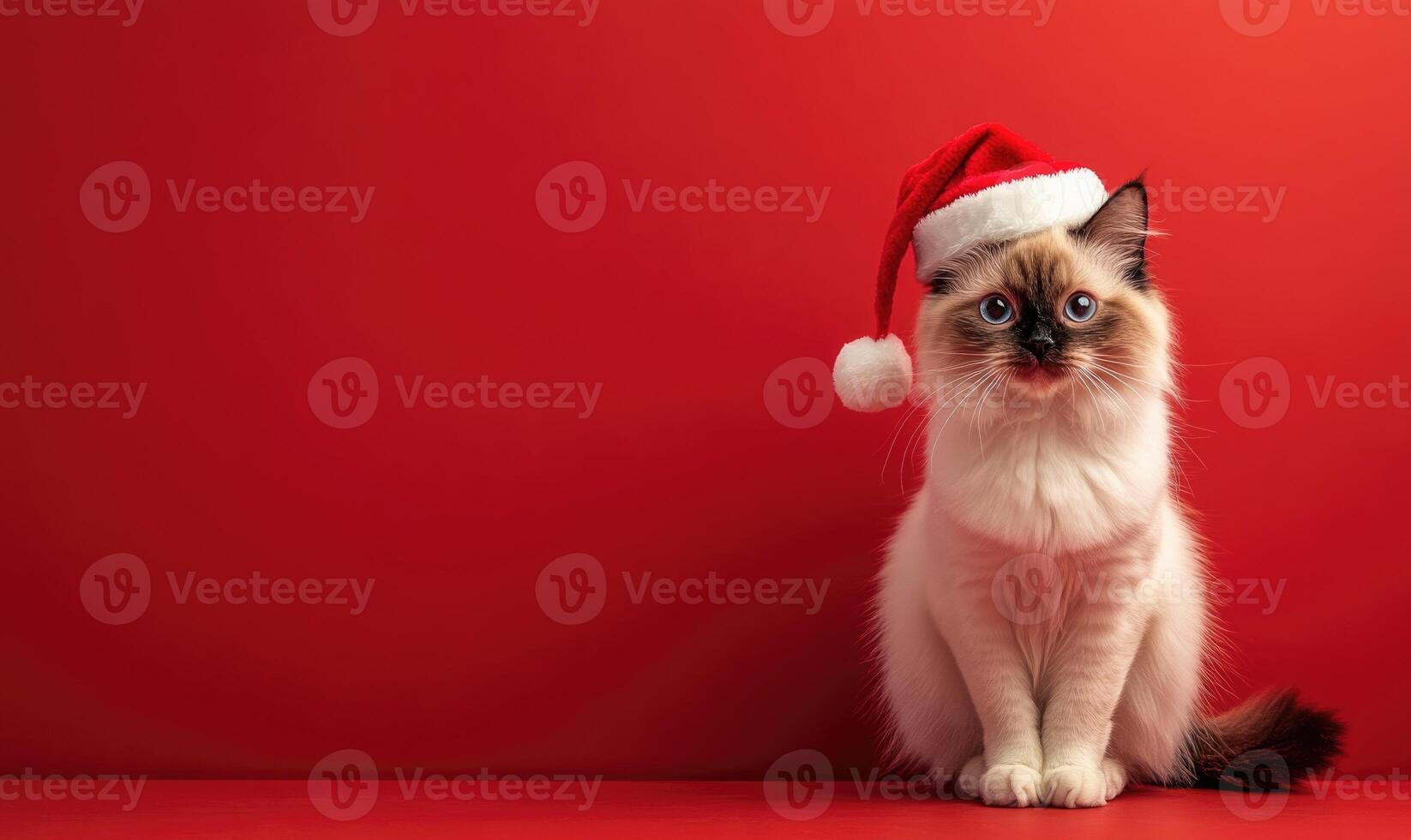 a Ragdoll cat wearing a Santa hat, sitting calmly, red background, empty space on the left photo