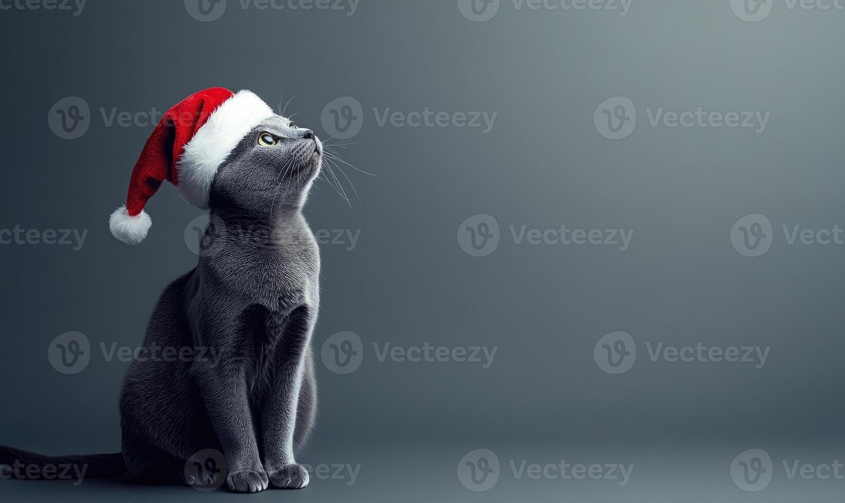 a Russian Blue cat in a Santa hat, sitting calmly, gray background, empty space on the left photo