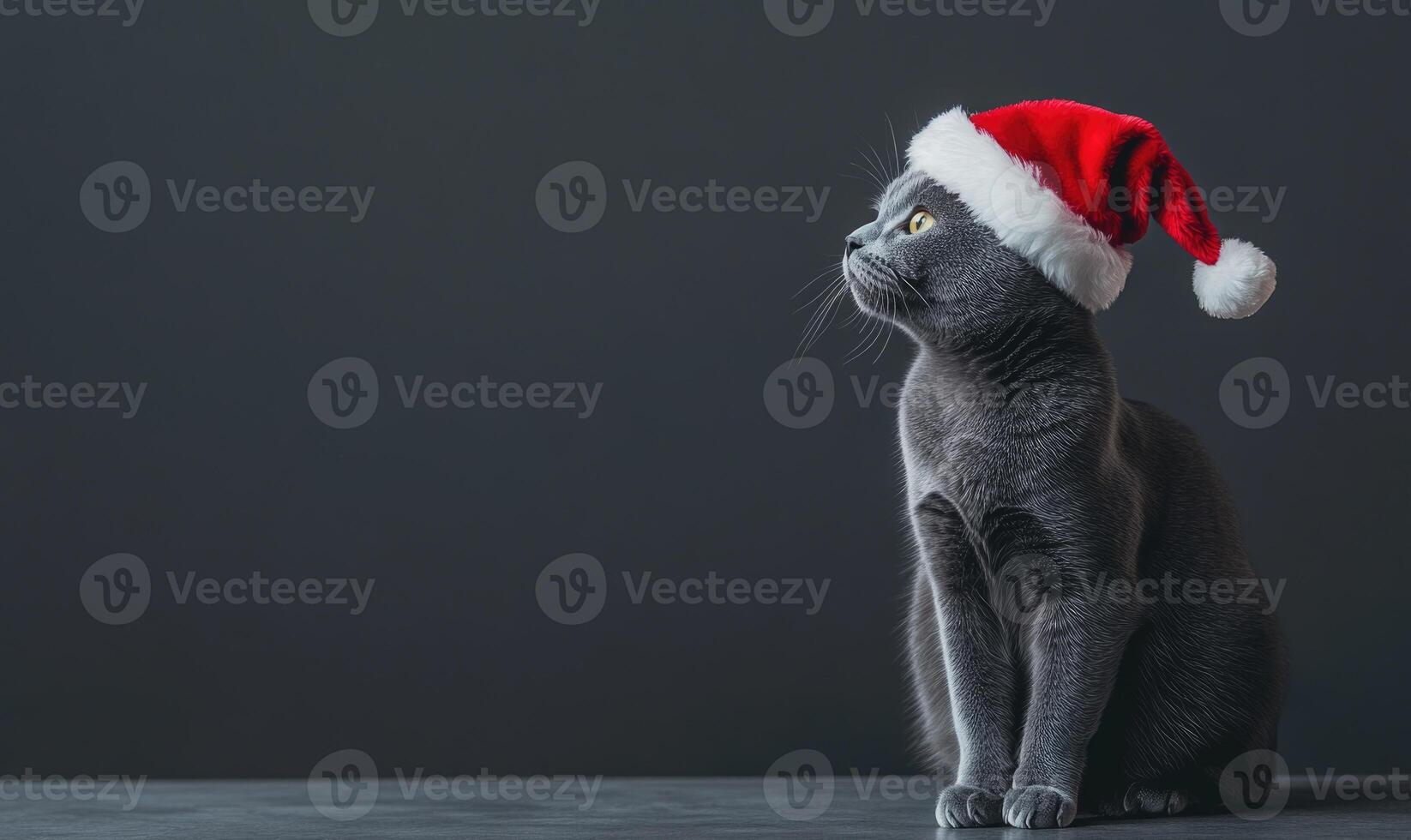 a Russian Blue cat in a Santa hat, sitting calmly, gray background, empty space on the left photo