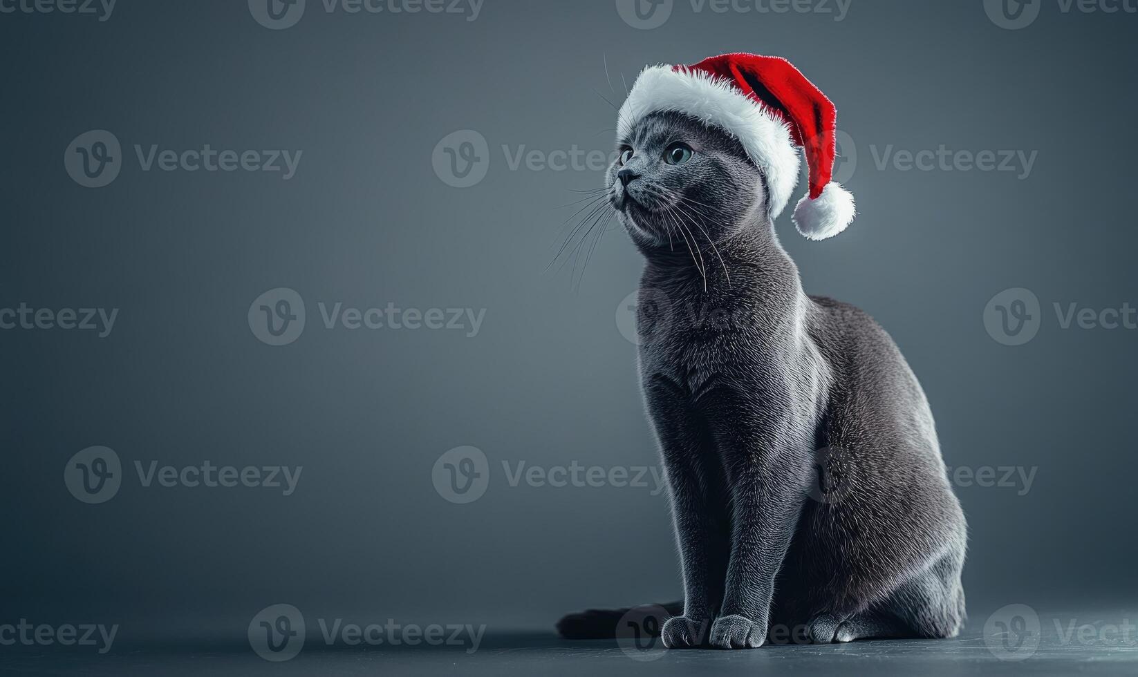 a Russian Blue cat in a Santa hat, sitting calmly, gray background, empty space on the left photo