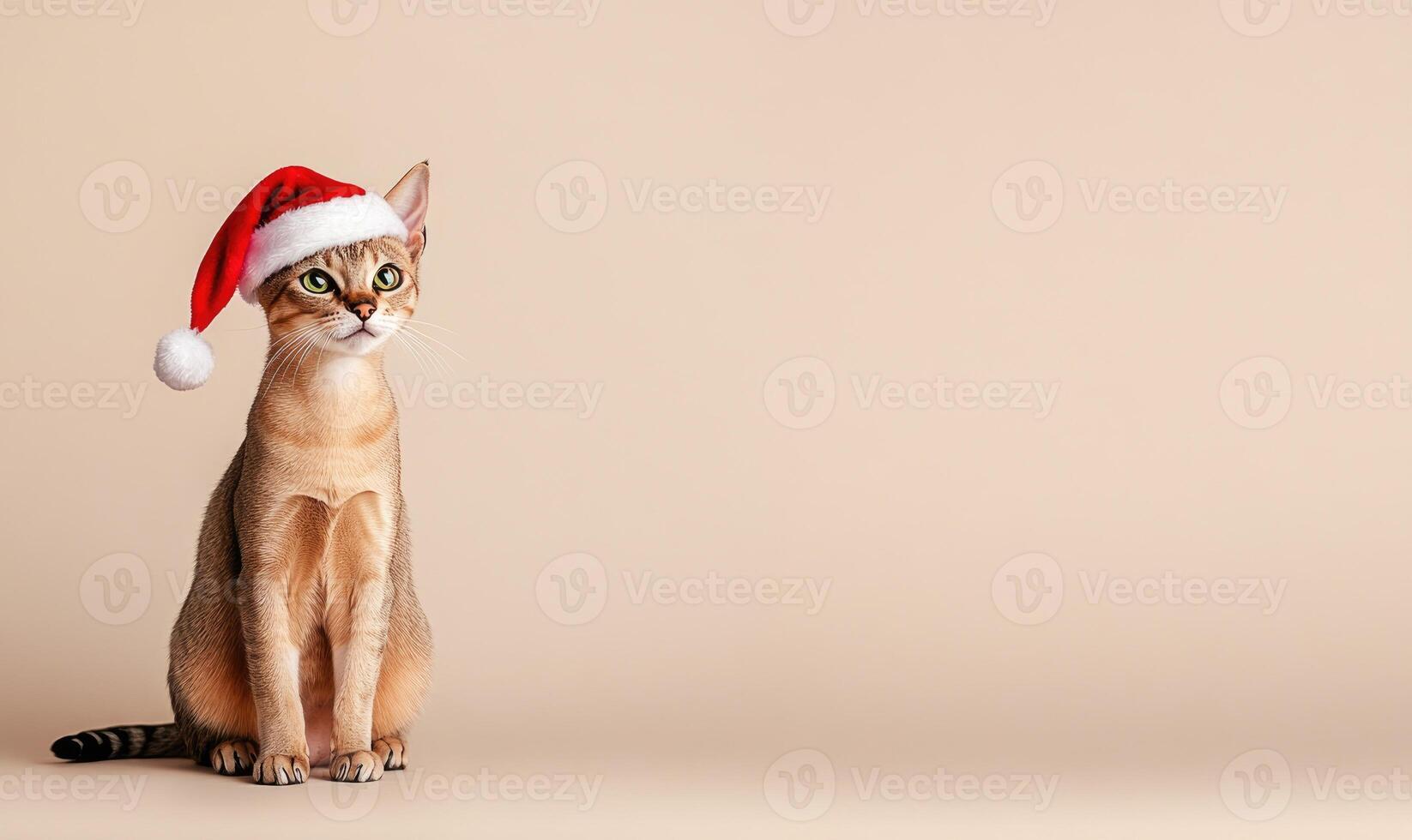a Singapura cat wearing a Santa hat, beige background, empty space on the left side photo