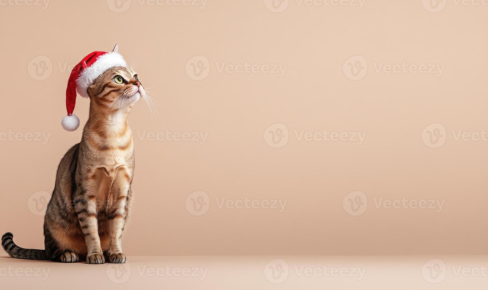 a Singapura cat wearing a Santa hat, beige background, empty space on the left side photo