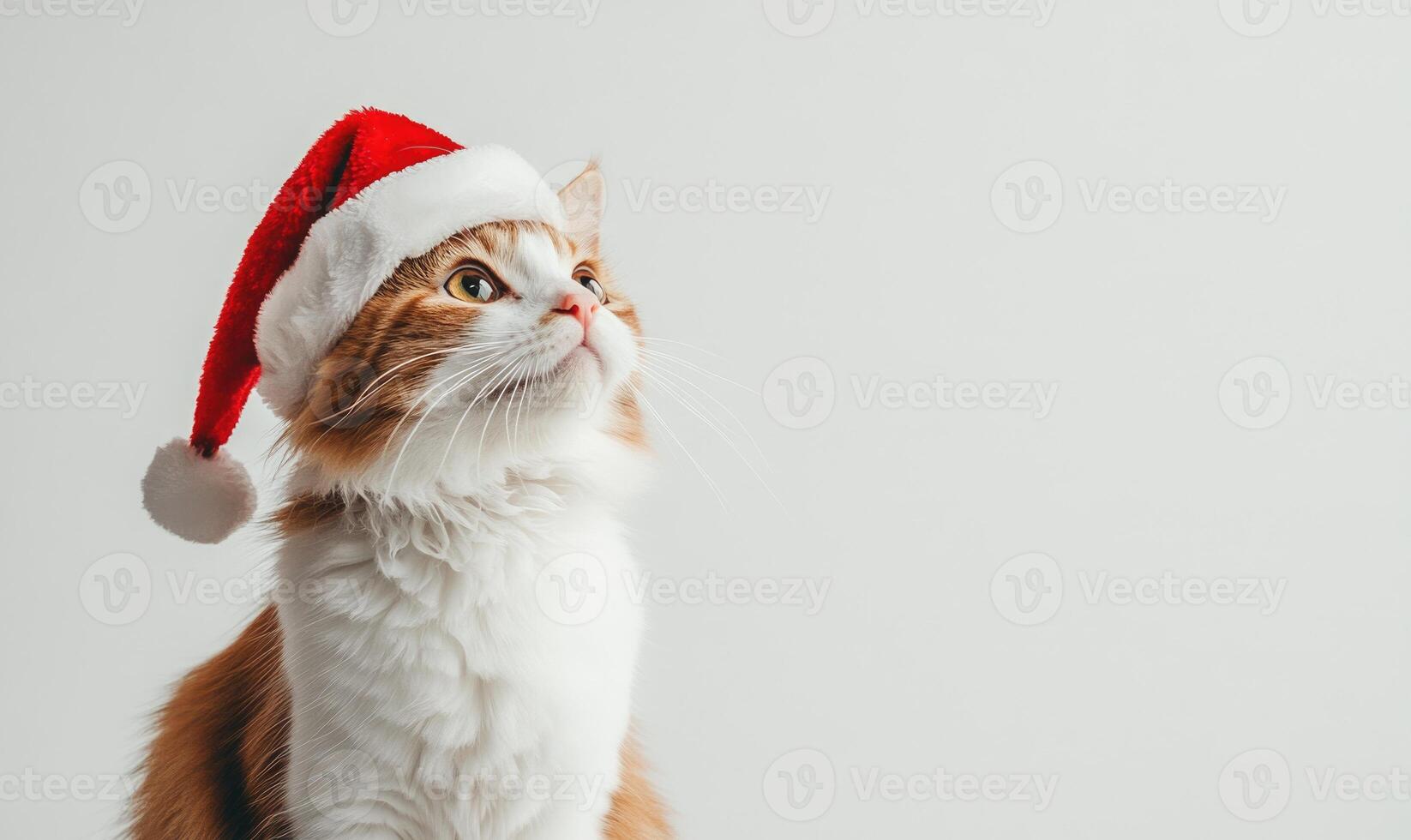 a Turkish Van cat wearing a Santa hat, white background, empty space on the left photo