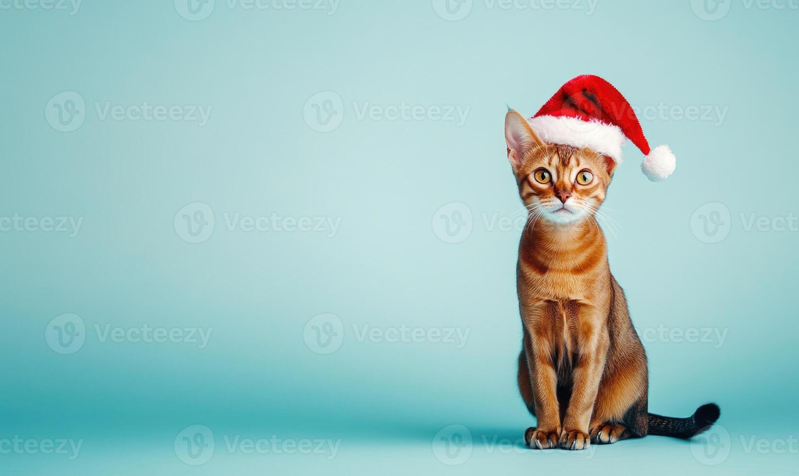 an Abyssinian cat in a Santa hat, light blue background, empty space on the left side photo