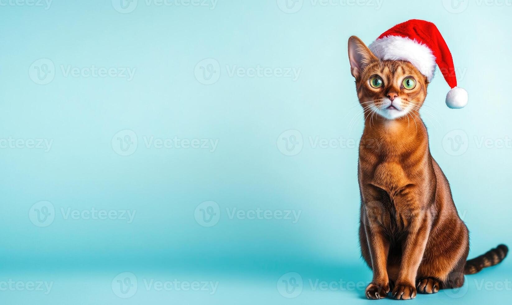 an Abyssinian cat in a Santa hat, light blue background, empty space on the left side photo