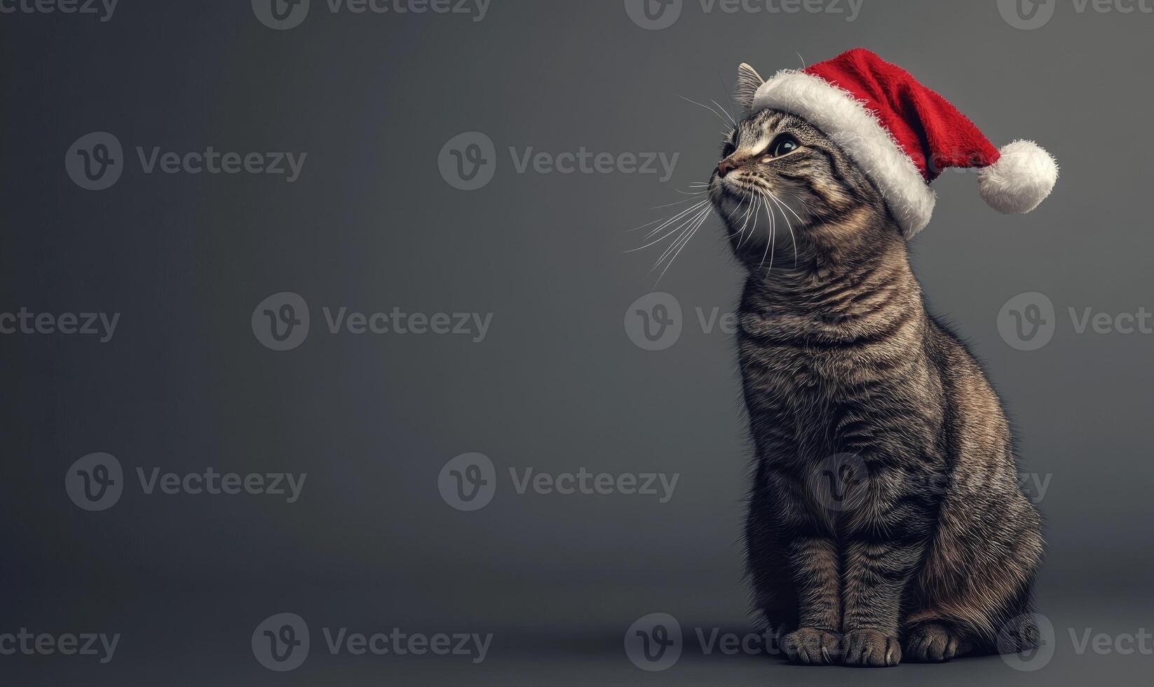 a cat in a Santa hat, sitting on a neutral gray background, empty space on the left side photo