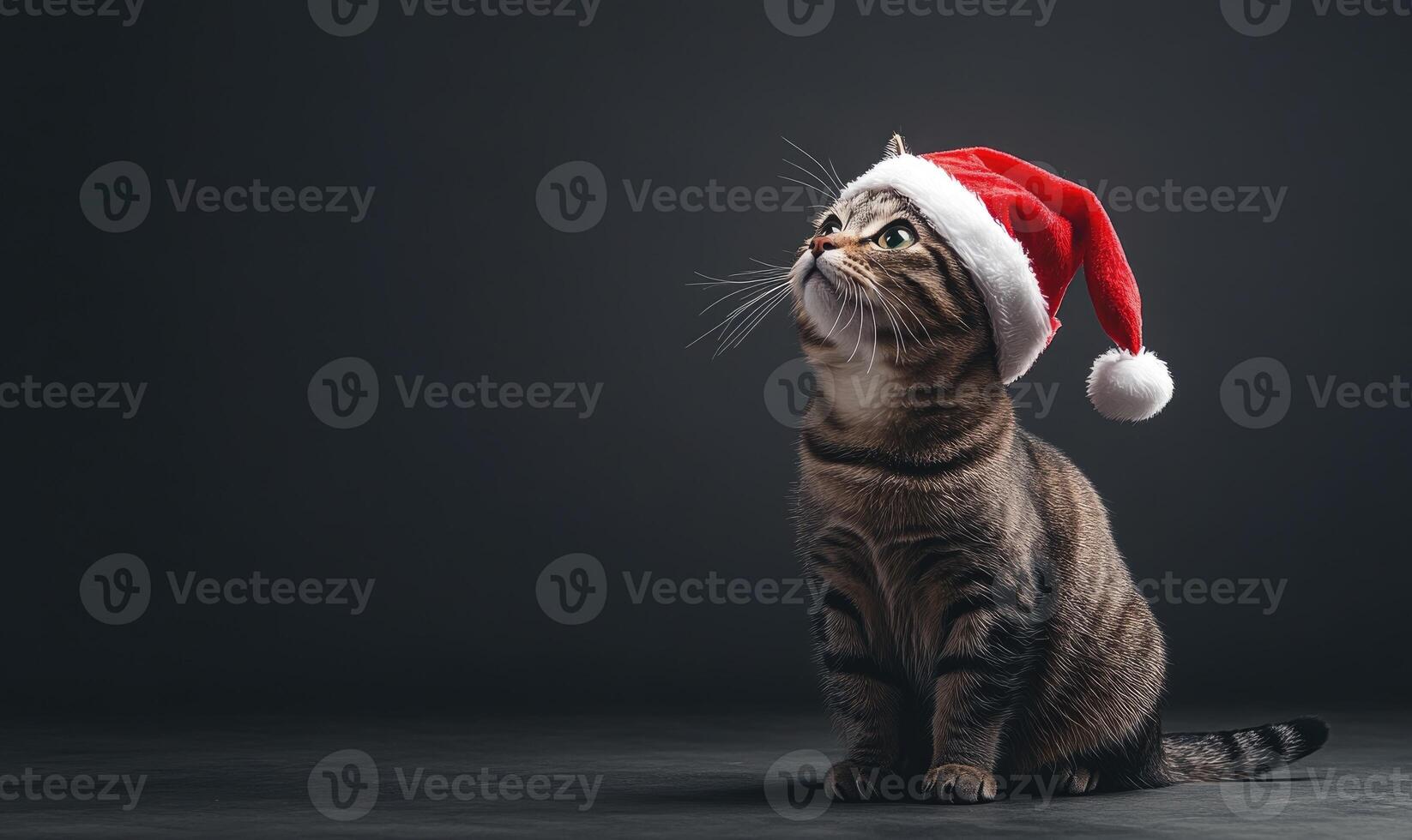 a cat in a Santa hat, sitting on a neutral gray background, empty space on the left side photo