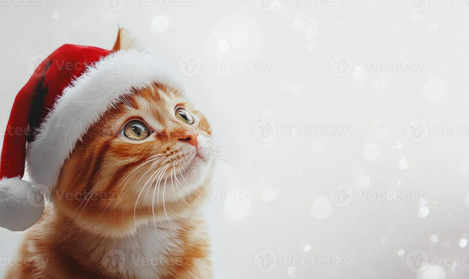 a cat in a Santa hat, white background, empty space on the left photo
