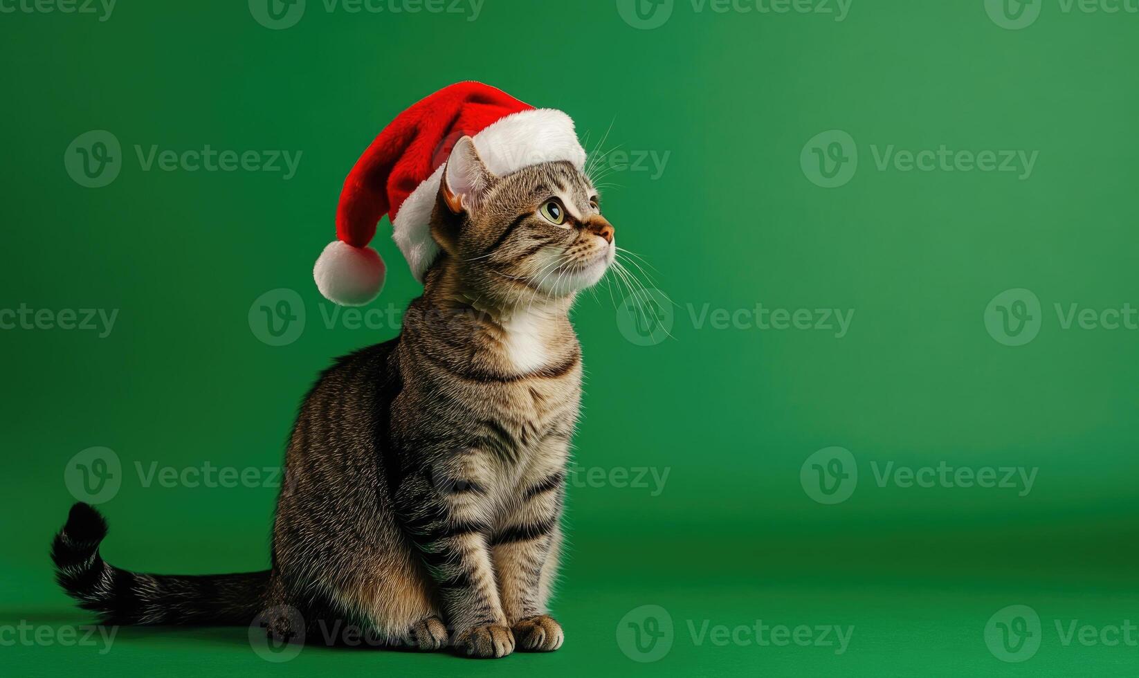 a cat sitting calmly in a Santa hat, green background, empty space on the right side photo