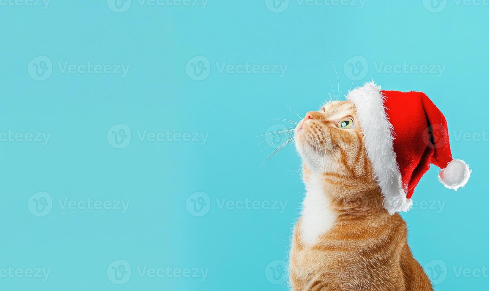 a cat wearing a Santa hat, light blue background, empty space on the left side photo