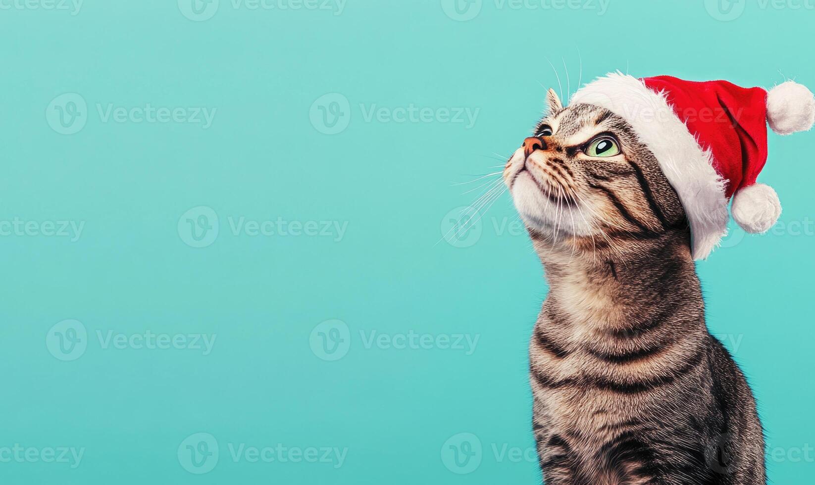 a cat wearing a Santa hat, light blue background, empty space on the left side photo