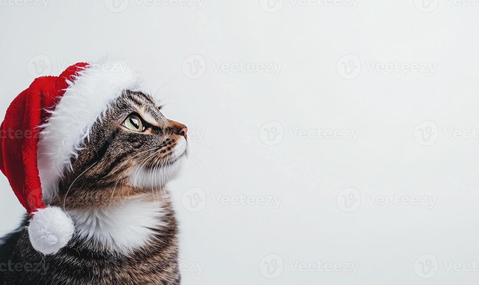 a cat wearing a Santa hat, white background, empty space on the left side photo
