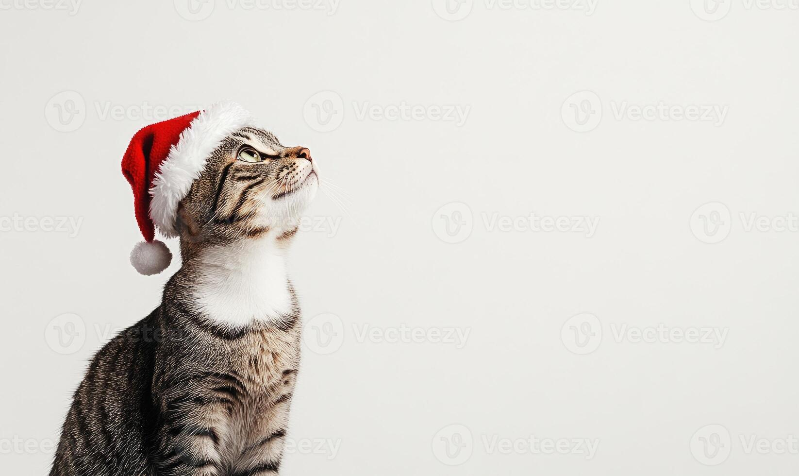 a cat wearing a Santa hat, white background, empty space on the left side photo