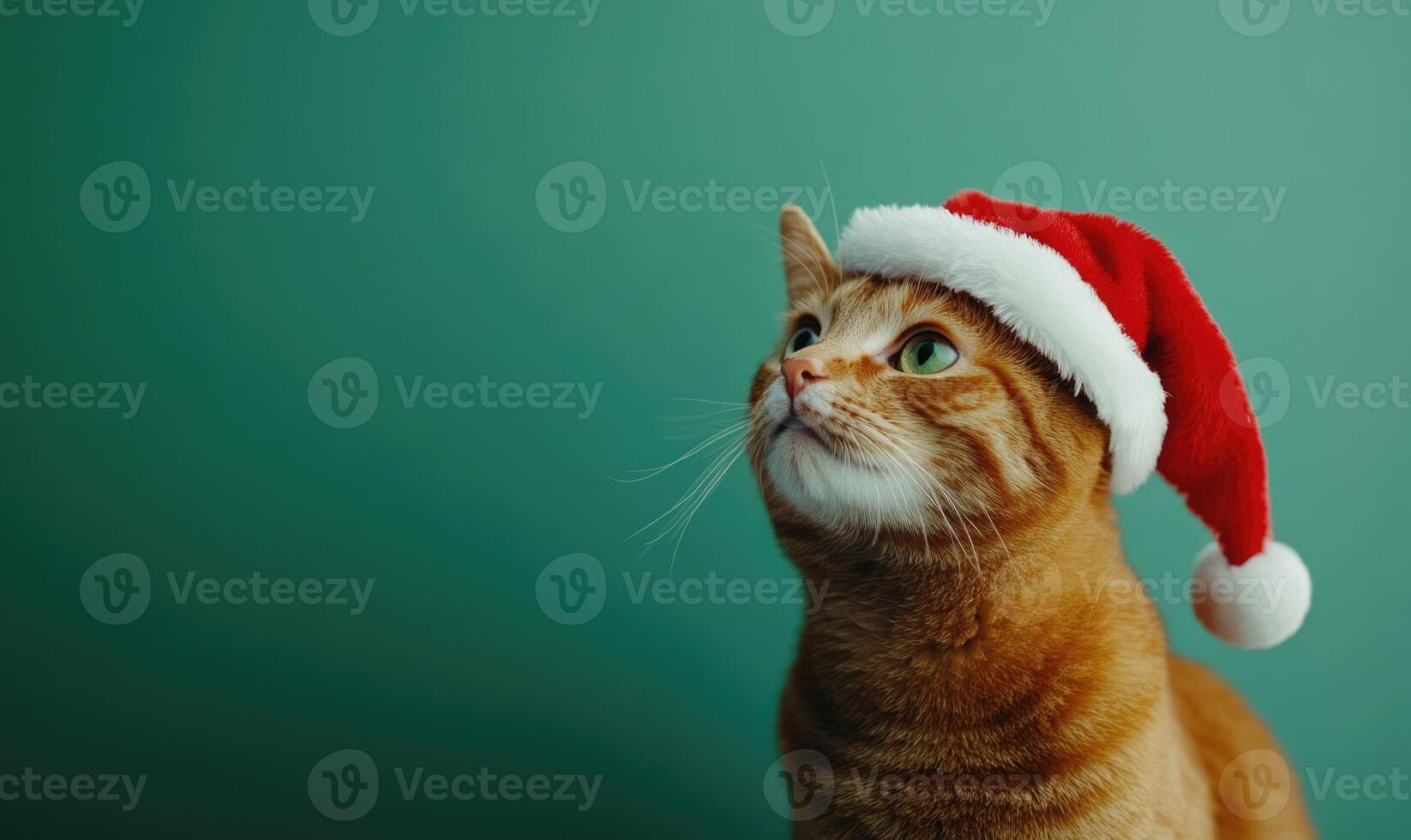 a cat sitting calmly in a Santa hat, green background, empty space on the right side photo