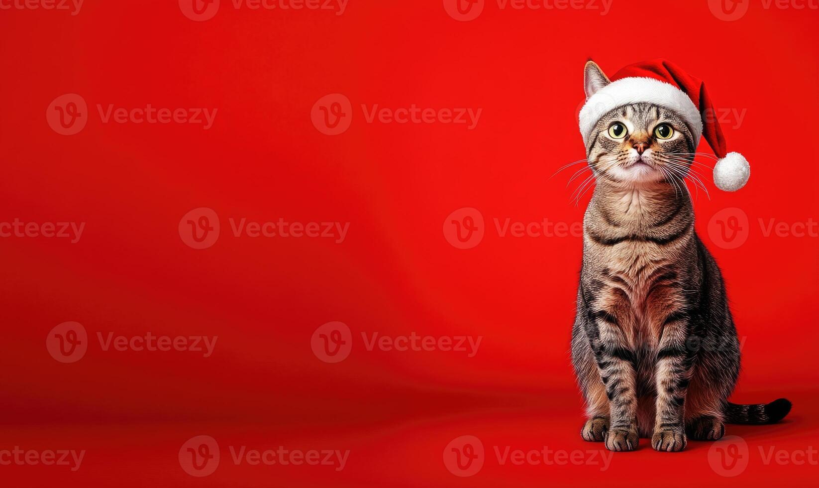 a cat wearing a Santa hat, sitting with a curious expression, red background photo