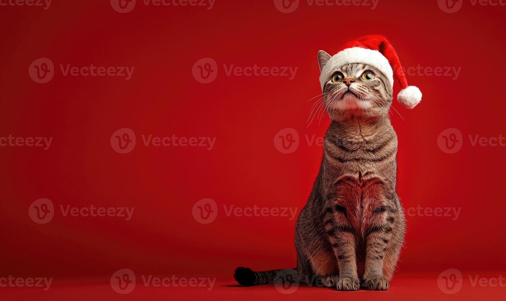 a cat wearing a Santa hat, sitting with a curious expression, red background photo