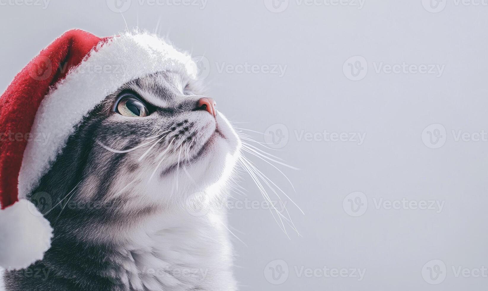 a cat wearing a Santa hat, white background, empty space on the left side photo