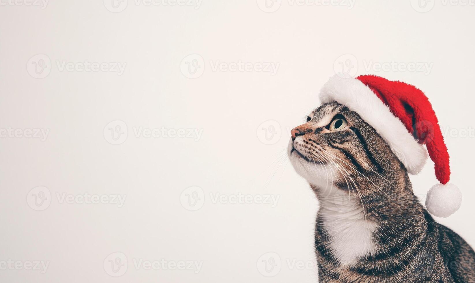 a cat wearing a Santa hat, white background, empty space on the left side photo