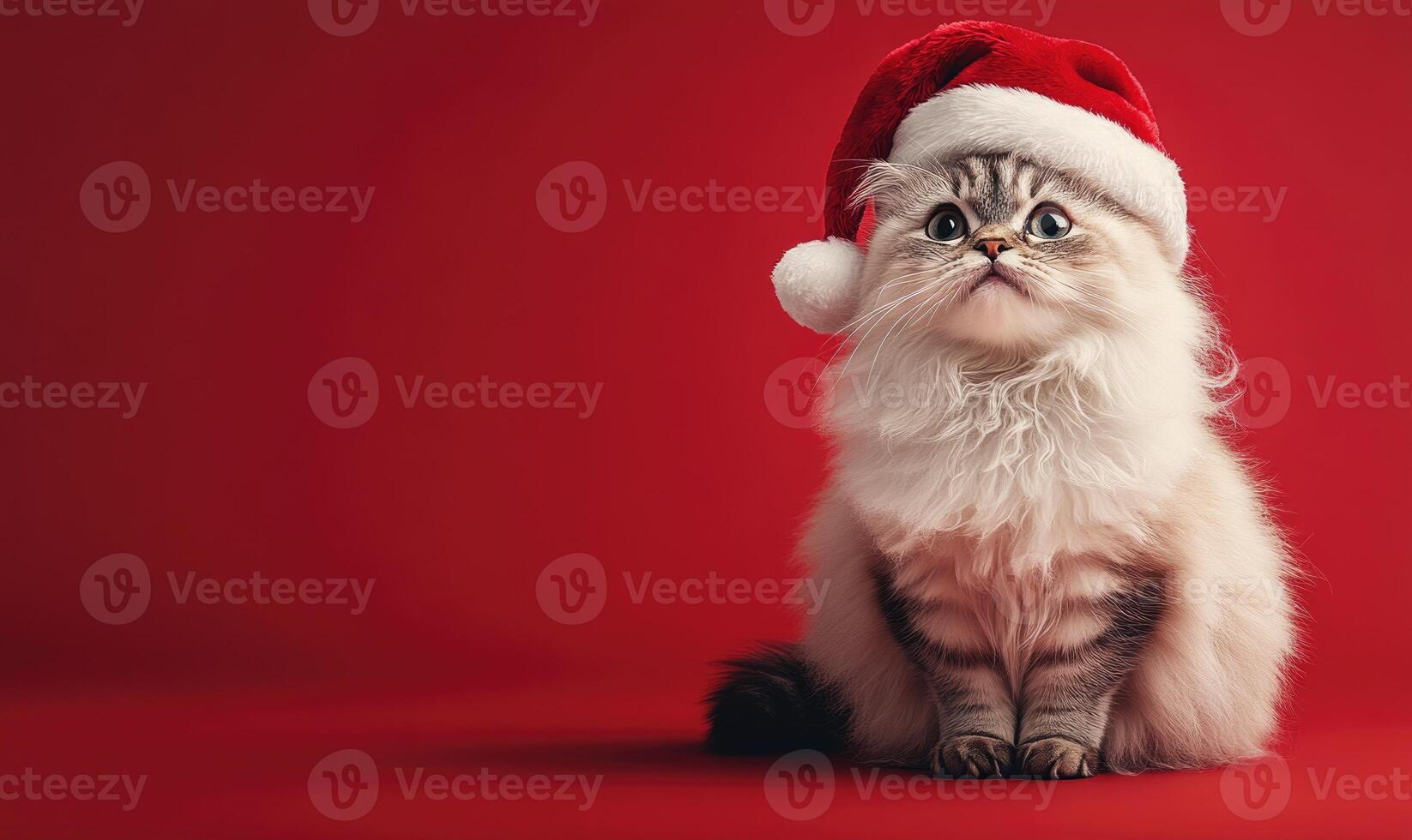 a fluffy cat in a Santa hat, red background, empty space on the right side photo
