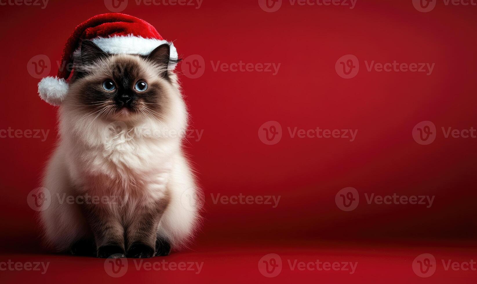 a Himalayan cat in a Santa hat, sitting proudly, red background photo