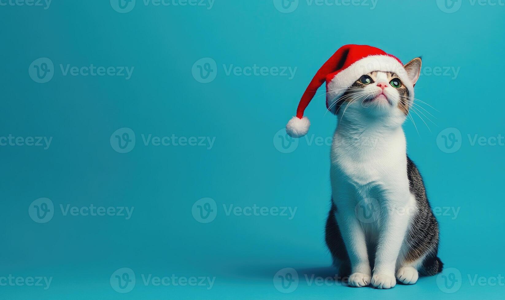 a Japanese Bobtail cat in a Santa hat, blue background, empty space on the right side photo