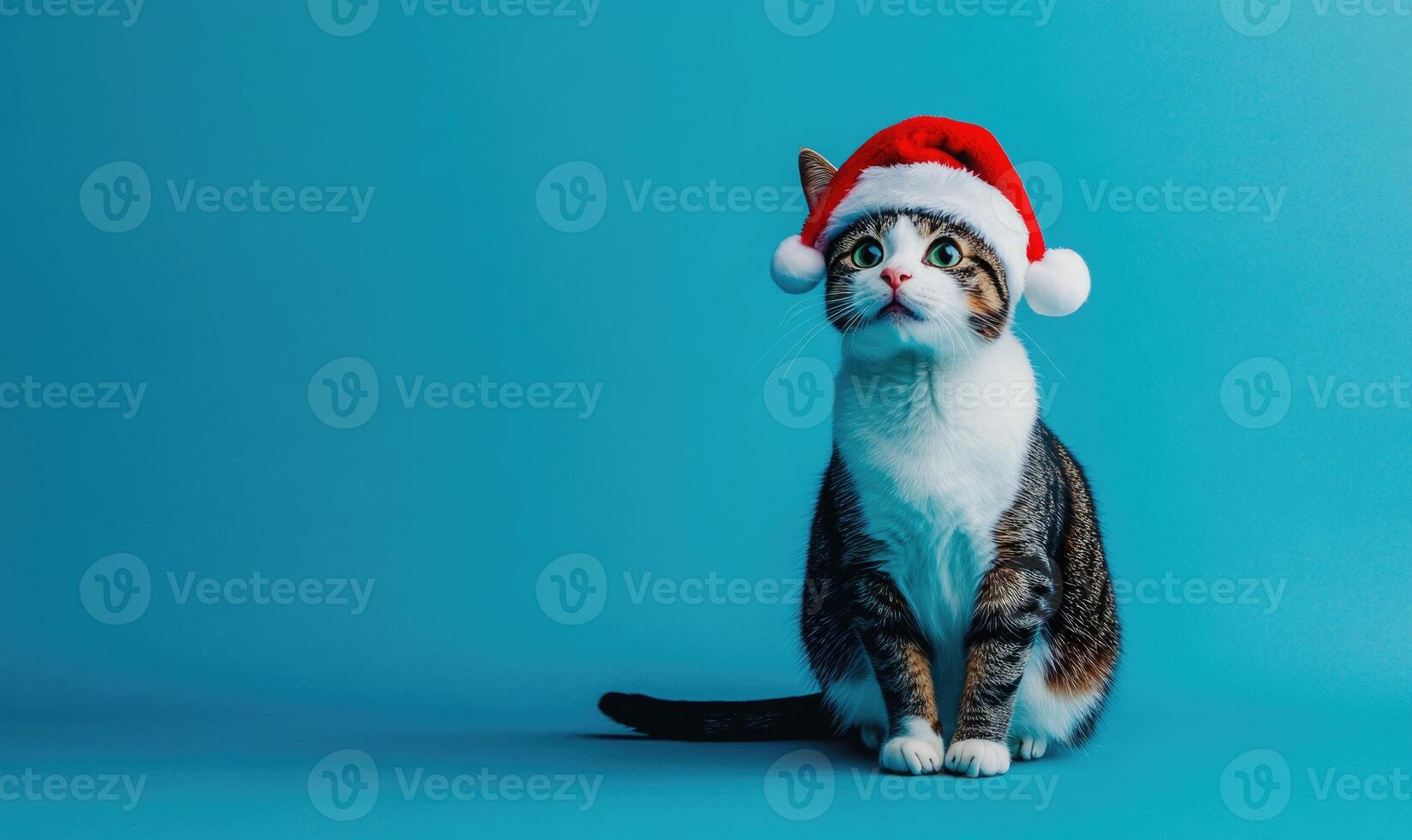 a Japanese Bobtail cat in a Santa hat, blue background, empty space on the right side photo