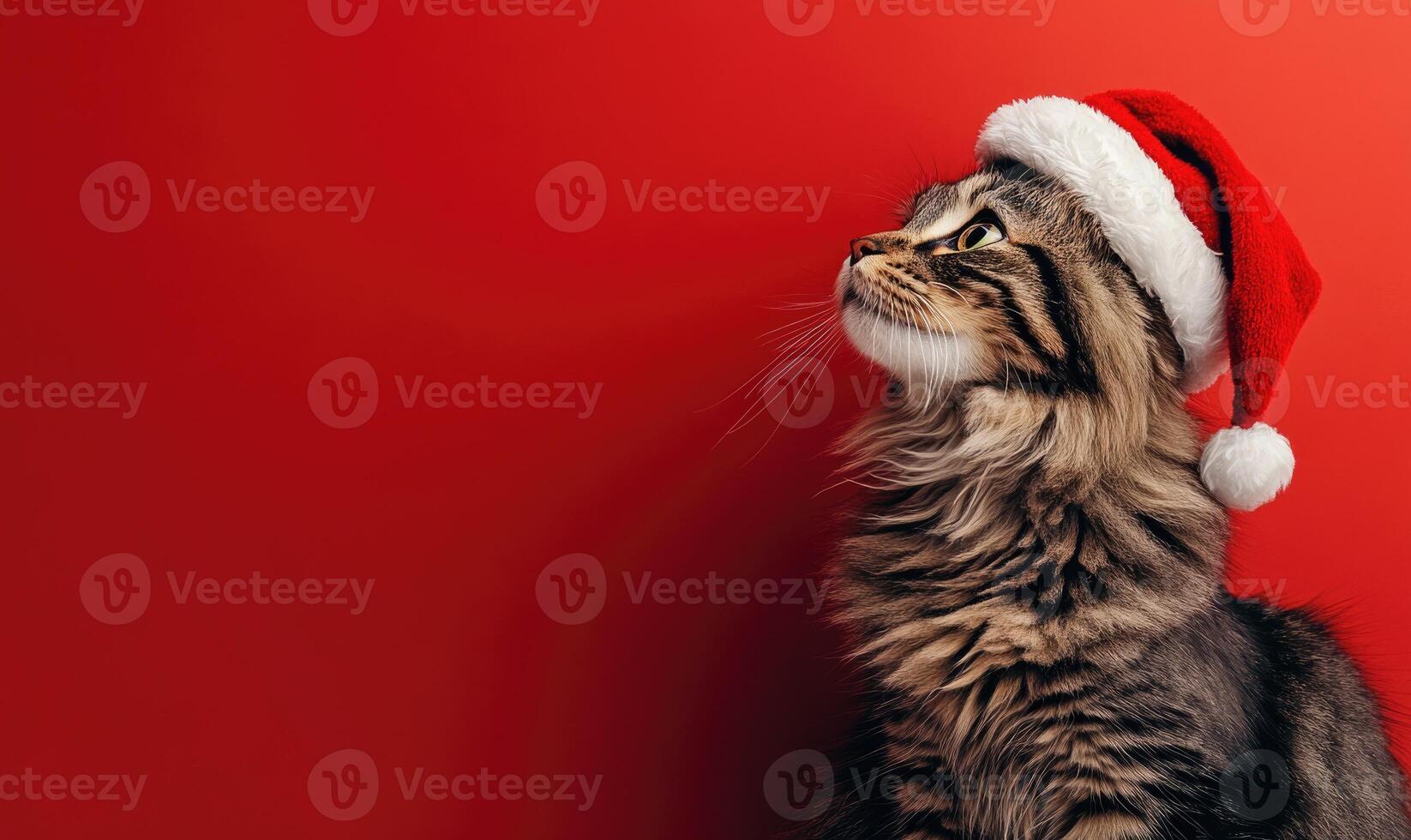 a Siberian cat in a Santa hat, red background, empty space on the right side photo
