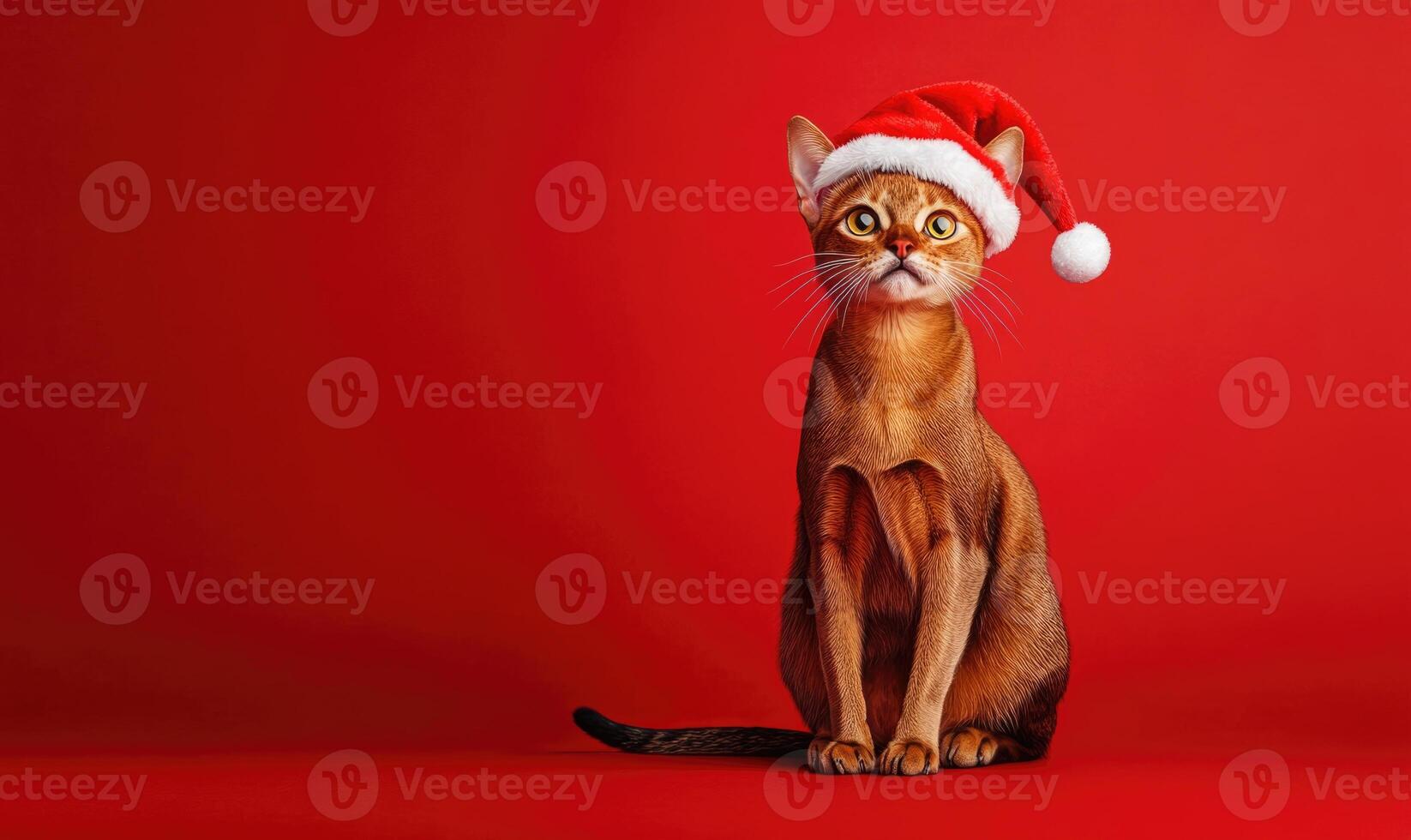 a Somali cat in a Santa hat, red background, empty space on the right side photo