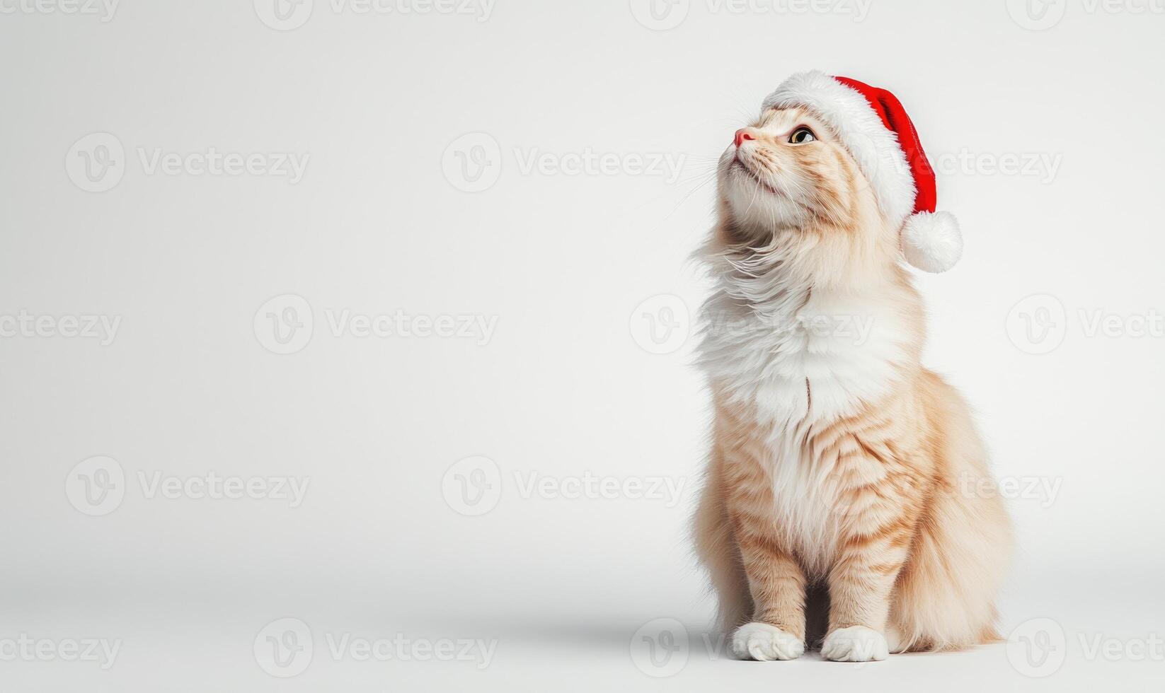 a Turkish Angora cat in a Santa hat, white background, empty space on the right side photo