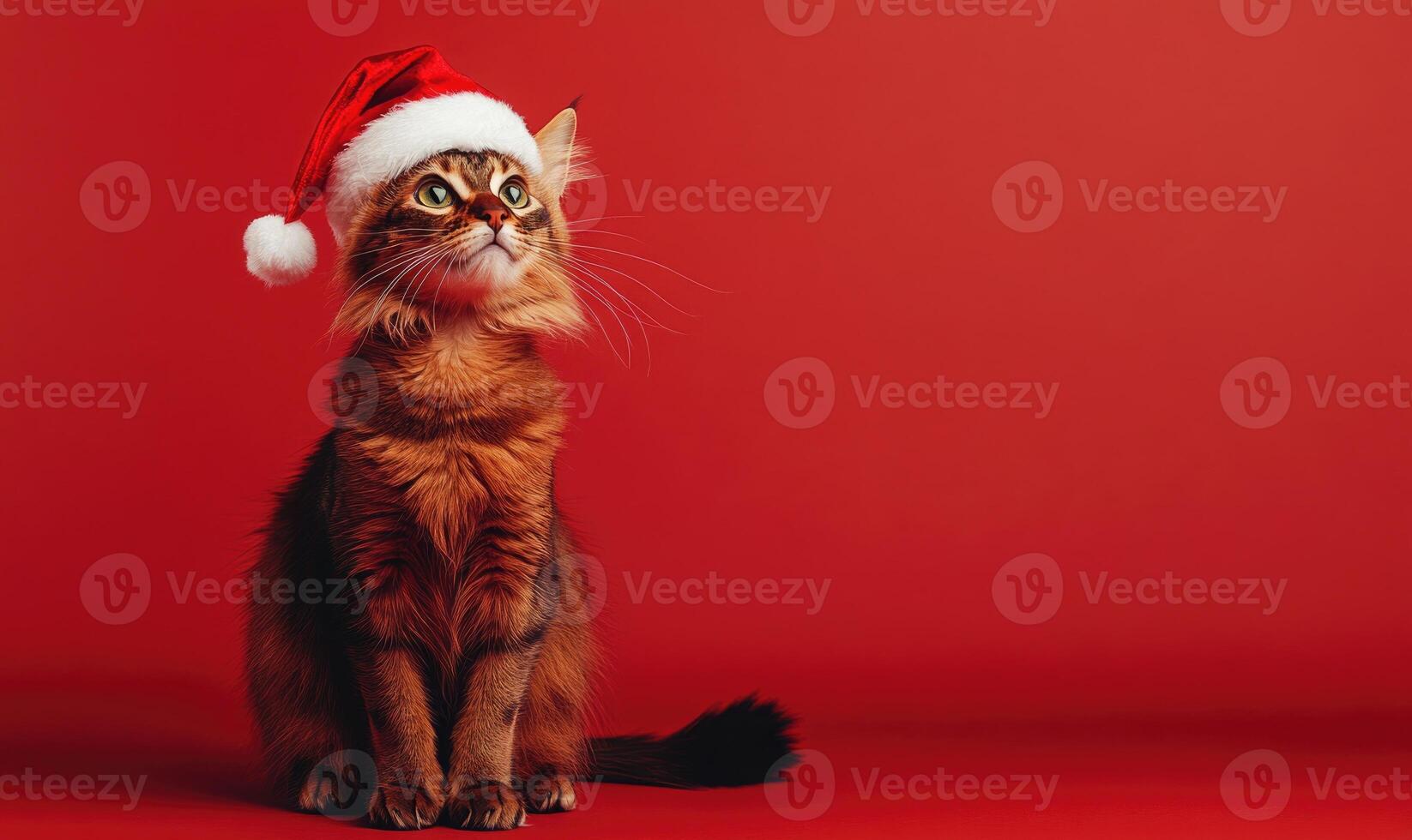 a Somali cat in a Santa hat, red background, empty space on the right side photo