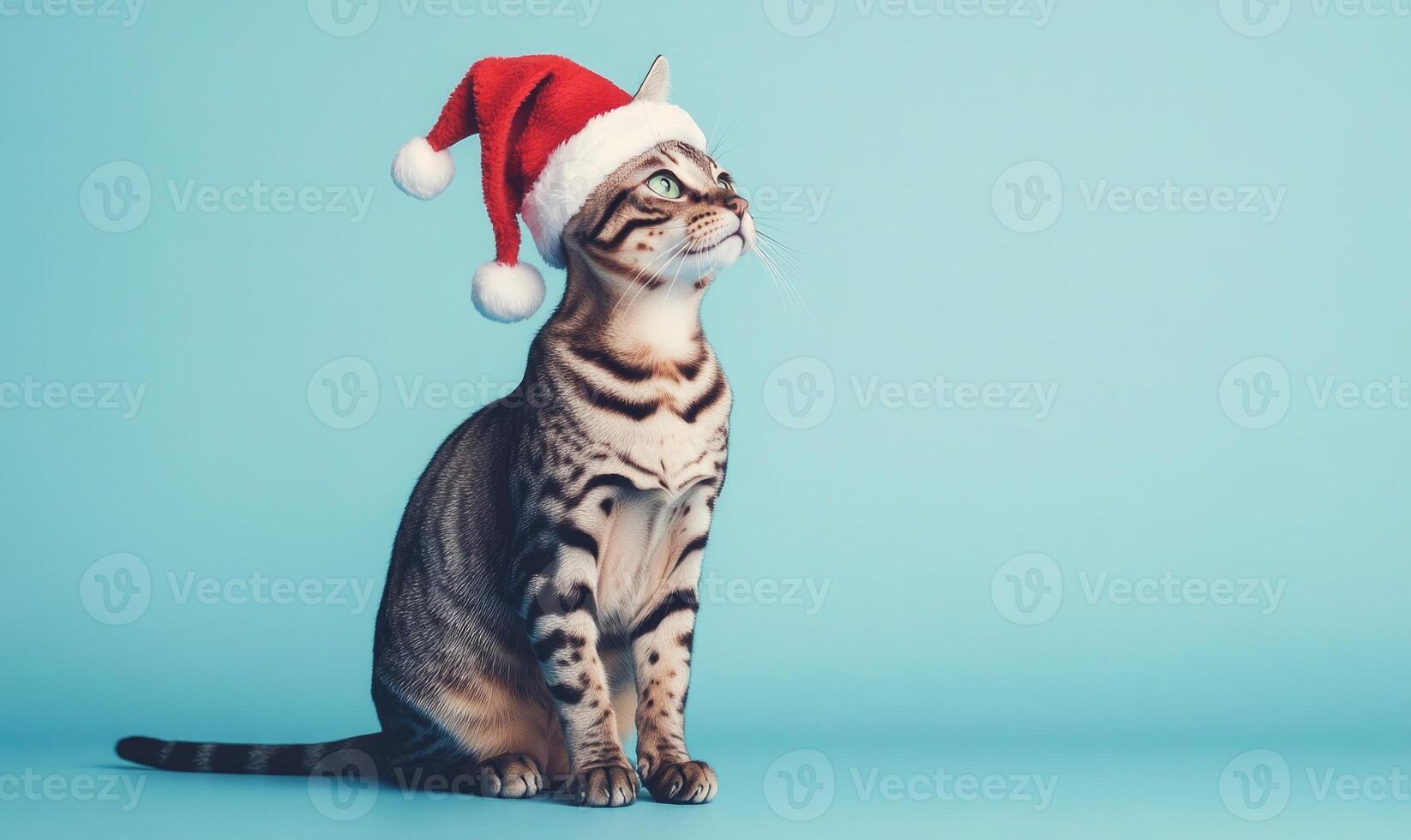 an Egyptian Mau cat in a Santa hat, blue background, empty space on the right photo