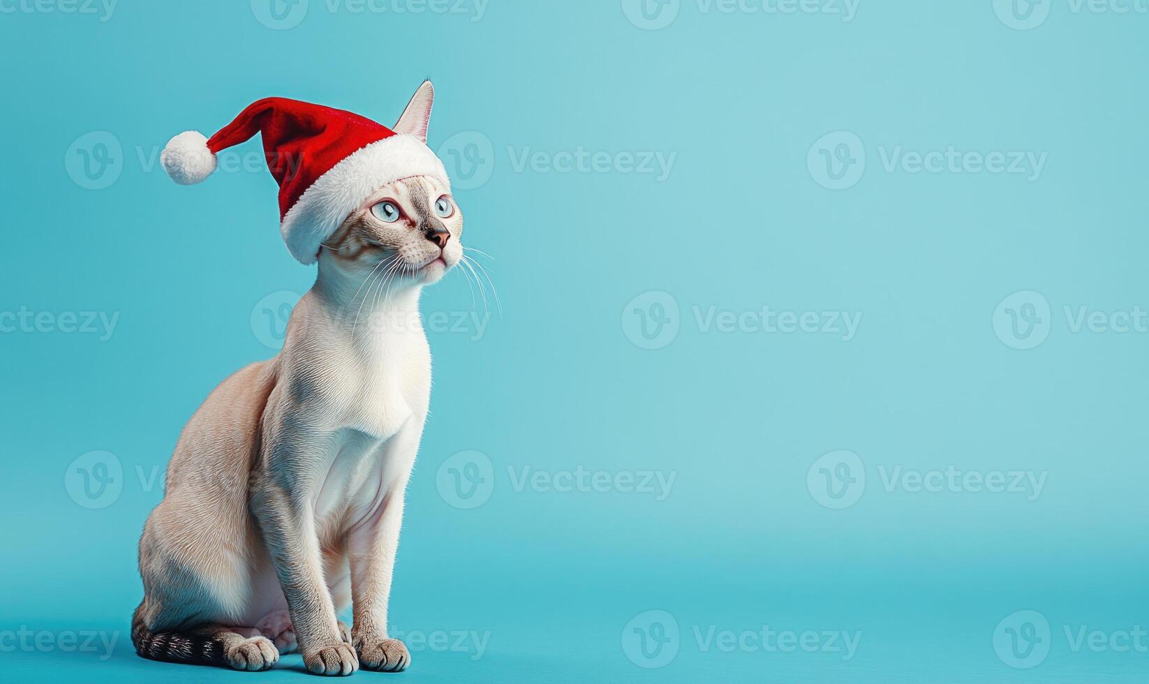 an Egyptian Mau cat in a Santa hat, blue background, empty space on the right photo