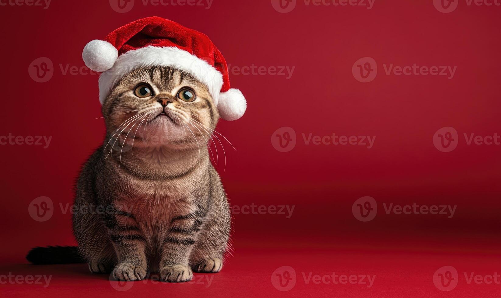 an Exotic Shorthair cat in a Santa hat, red background, empty space on the right photo