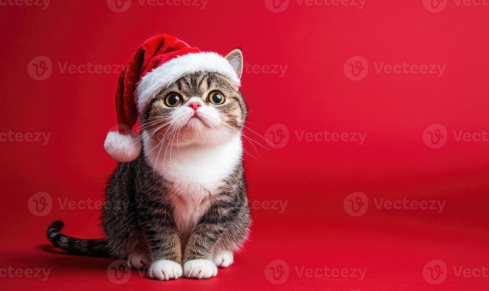 an Exotic Shorthair cat in a Santa hat, red background, empty space on the right photo
