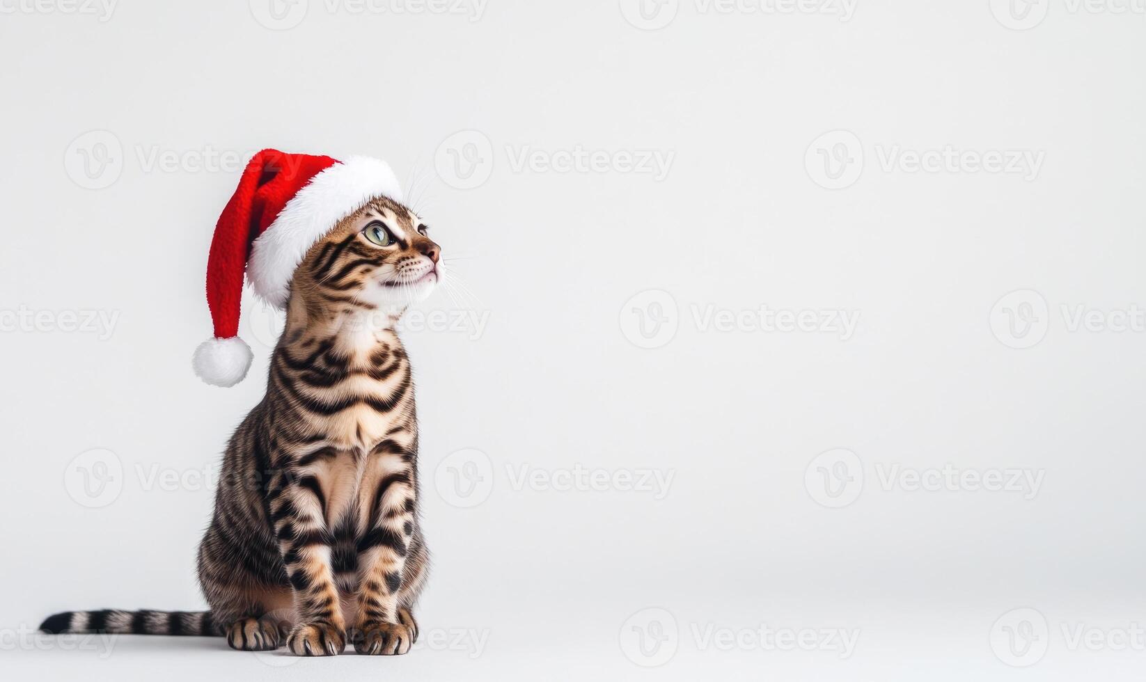 Bengal cat in a Santa hat, sitting calmly, white background, empty space on the left photo