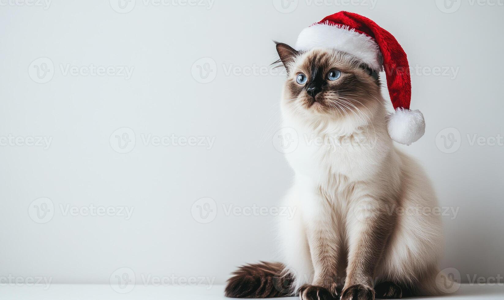 a Birman cat wearing a Santa hat, sitting calmly, white background, empty space on the left photo